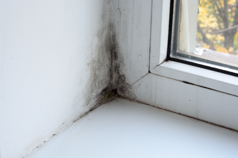 Mold and Mildew – Sanitizing System
